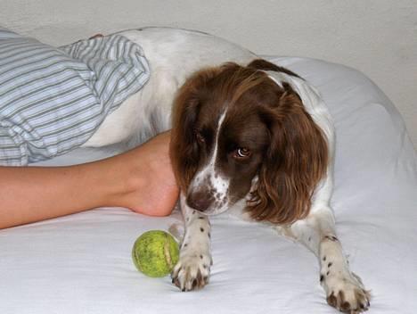Field Trial spaniel Nickie - Nuueh, putte elsker at sove hos min fod :D billede 20