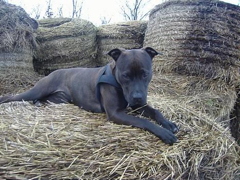 Amerikansk staffordshire terrier Daisy  billede 7