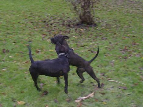 Amerikansk staffordshire terrier Daisy  - Daisay og far(Targo) 2006. billede 8