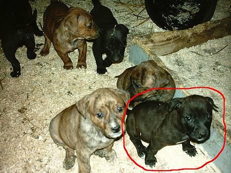 Amerikansk staffordshire terrier Daisy  - Baby daisy :-) billede 9