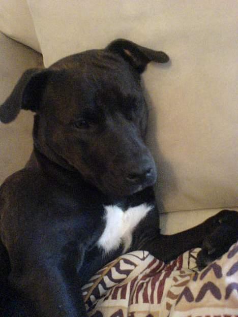 Amerikansk staffordshire terrier Daisy  billede 10