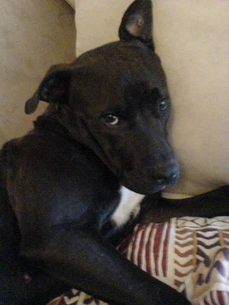 Amerikansk staffordshire terrier Daisy  billede 11