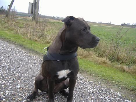 Amerikansk staffordshire terrier Daisy  billede 12