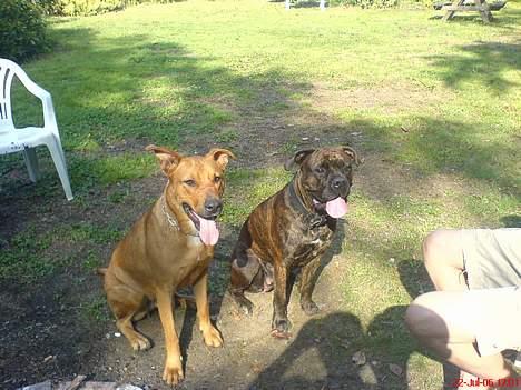 Blanding af racer Fanja - Mig og min gode ven Carlo billede 13