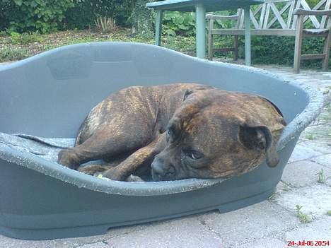 Blanding af racer Fanja billede 14