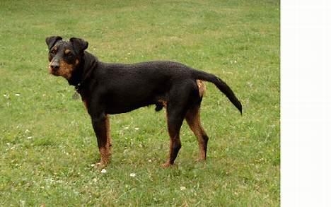 Tysk jagtterrier Balto (død) - Er det ikke en dejelig hund der står der billede 1