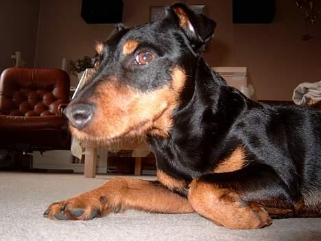 Tysk jagtterrier Balto (død) billede 2