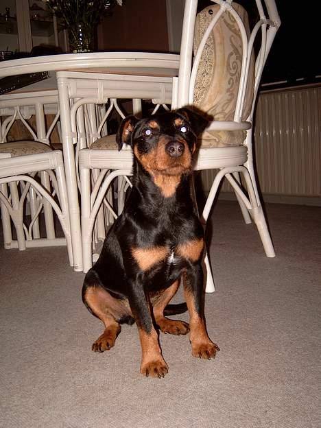 Tysk jagtterrier Balto (død) billede 3