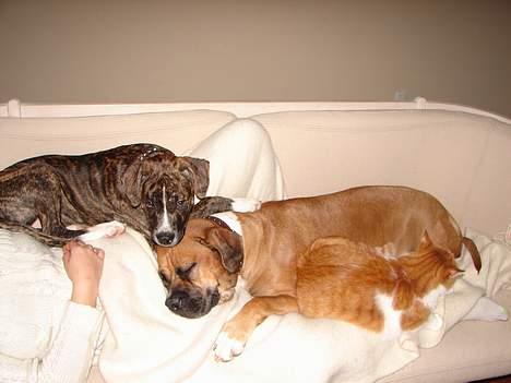 Amerikansk bulldog Tess - familie hygge på sofaen den 10/11 06  tess, boris og misser tabby billede 13