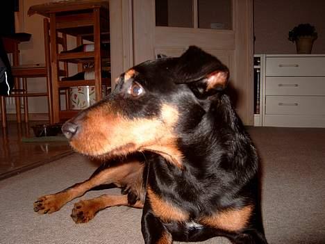 Tysk jagtterrier Balto (død) billede 4