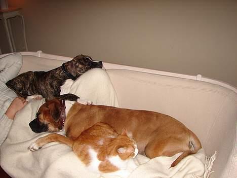 Amerikansk bulldog Tess - den 10/11 06 familie hygge på sofaen billede 14