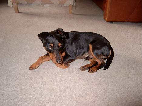 Tysk jagtterrier Balto (død) billede 5