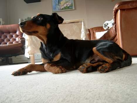 Tysk jagtterrier Balto (død) billede 6