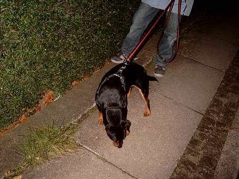 Tysk jagtterrier Balto (død) billede 7