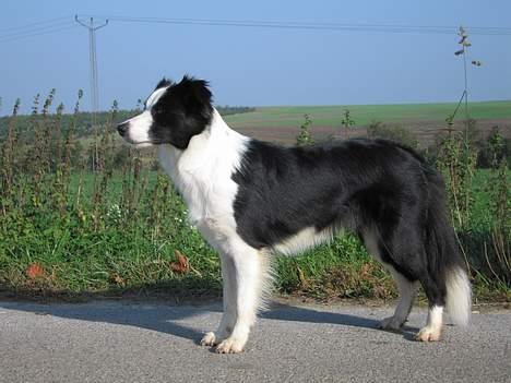 Border collie Dessi billede 1
