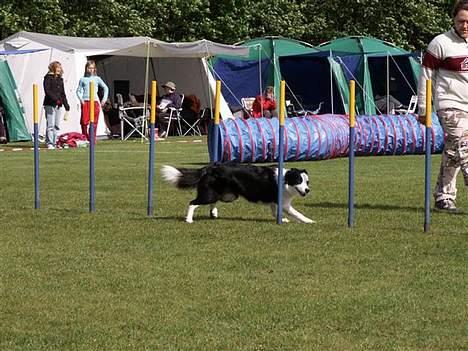 Border collie Dessi billede 2