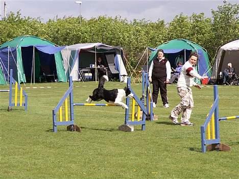 Border collie Dessi billede 3