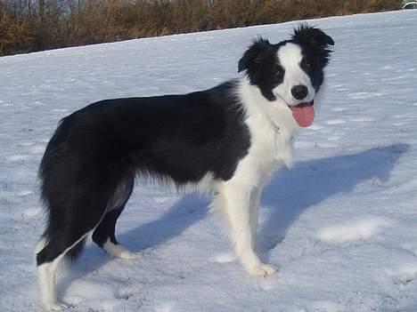Border collie Dessi billede 4