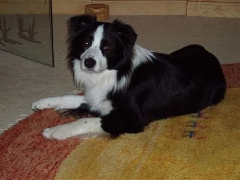 Border collie Dessi - Dessi´s Bror billede 5