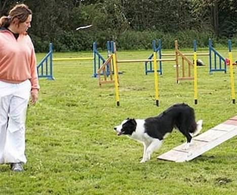 Border collie Dessi billede 6