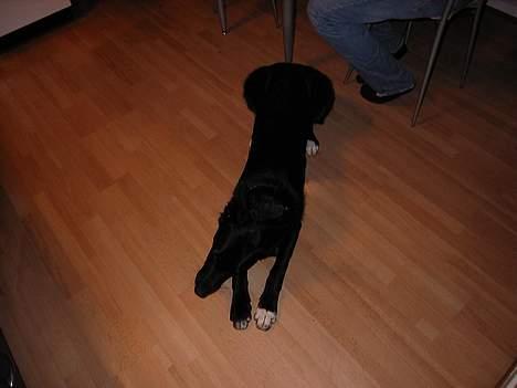 Blanding af racer Julius - jeg er ved at være stor.. eller er det køkkenet der er for lille billede 6