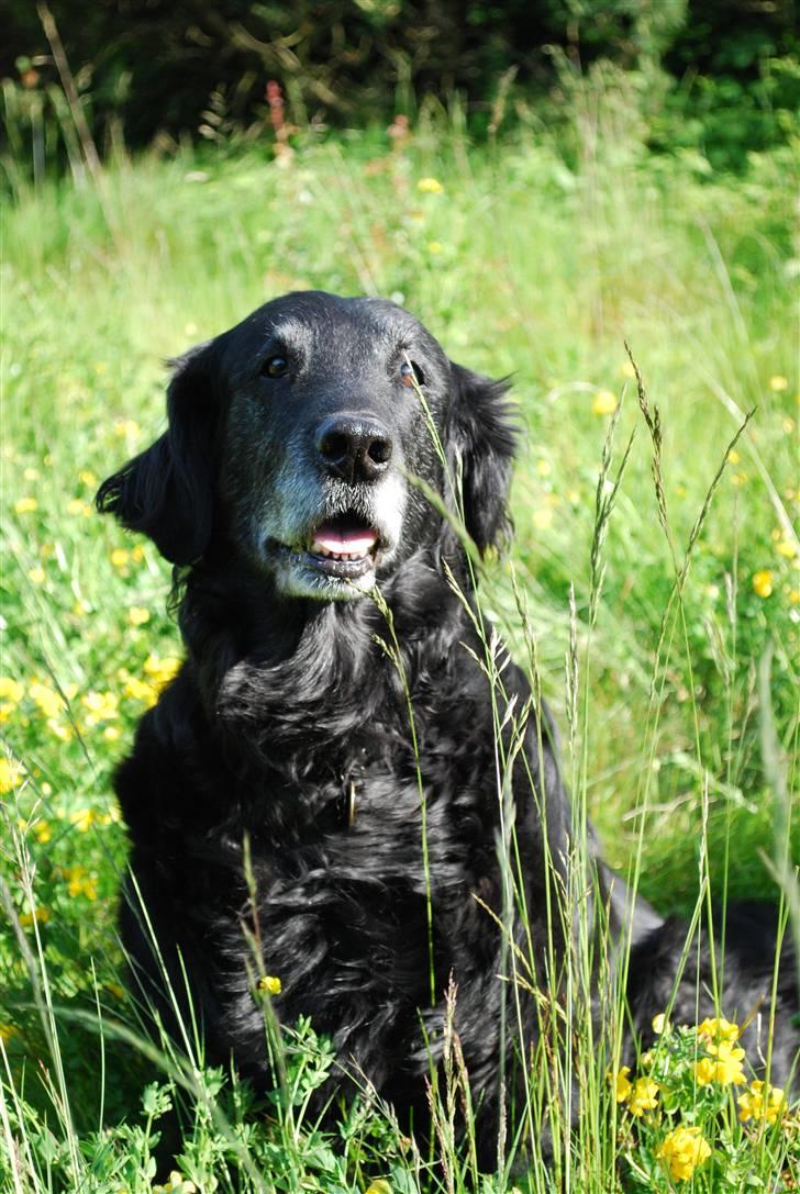 Flat coated retriever Bonnie * I Himlen * - min lille skat <33 hun er bare så smuk på det her billed!<3 billede 1