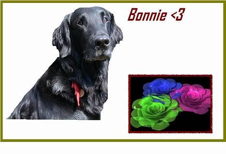 Flat coated retriever Bonnie * I Himlen * - Bonnie pigen <3 billede 2