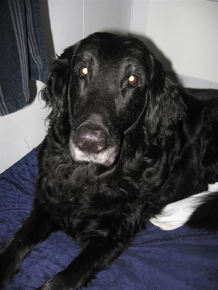 Flat coated retriever Bonnie * I Himlen * - NYT: Bonnie ligger på puden <3 billede 3