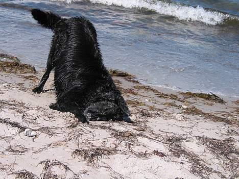 Flat coated retriever Bonnie * I Himlen * - Hun elsker at rulle sig i sandet efter vi har badet:) billede 4