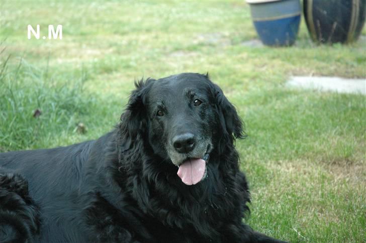 Flat coated retriever Bonnie * I Himlen * - Nårh min lille bonse skat <3 billede 5