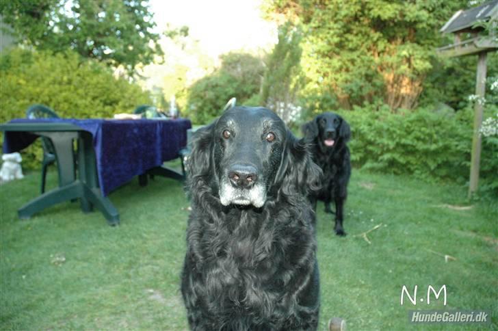 Flat coated retriever Bonnie * I Himlen * - jeg er såå fotogen ik? :b jeg elsker dig bonse <33 billede 6