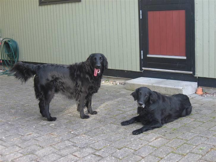 Flat coated retriever Bonnie * I Himlen * - Bonse på gå tur <3 billede 7