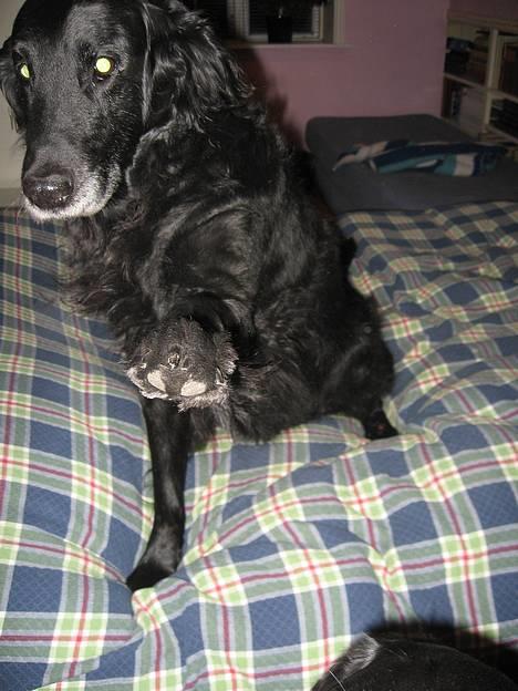 Flat coated retriever Bonnie * I Himlen * - "See mig, er jeg ik god? jeg kan en masse tricks hihi de gamle kan vel også lidt ik..fnis" billede 8