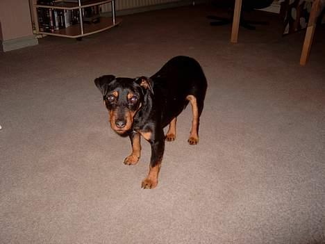 Tysk jagtterrier Balto (død) billede 9