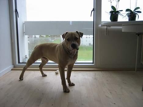 Blanding af racer Louie - Louie 14 mdr billede 7