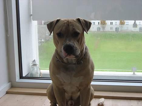 Blanding af racer Louie - Louie 14 mdr billede 8