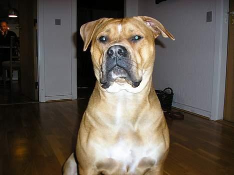 Amerikansk bulldog Annabel (Belle) - Helt vildt sej! November 06 billede 12