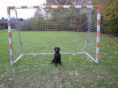 Labrador retriever Trille - Jeg spiller på første holdet:D billede 2