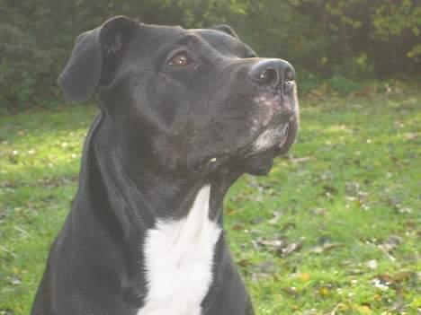 Blanding af racer Tulle billede 1