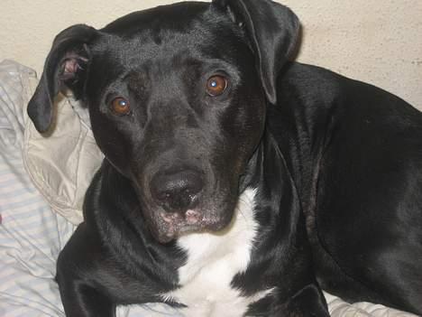 Blanding af racer Tulle billede 2