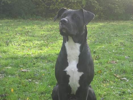 Blanding af racer Tulle billede 3