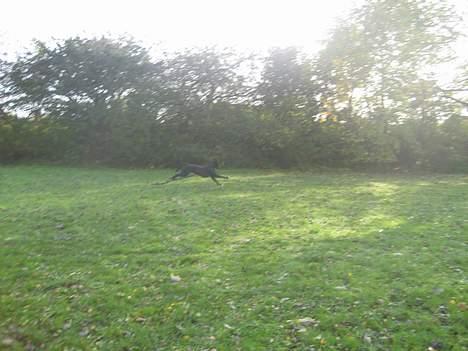 Blanding af racer Tulle billede 4