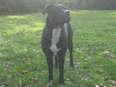 Blanding af racer Tulle billede 5