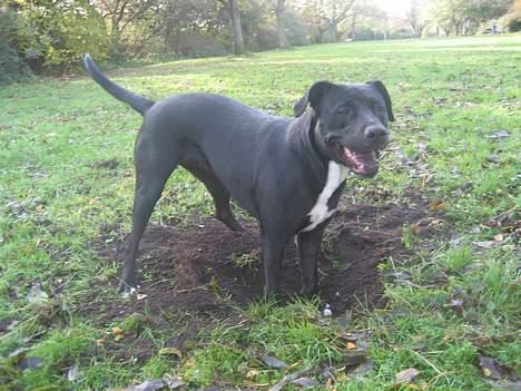 Blanding af racer Tulle billede 6