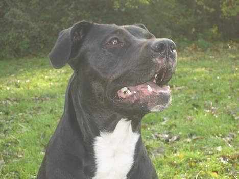 Blanding af racer Tulle billede 7