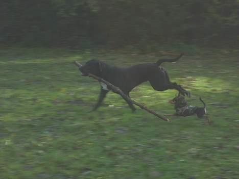 Blanding af racer Tulle billede 8