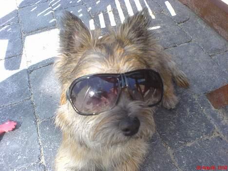 Cairn terrier Oscar billede 17