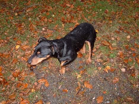 Tysk jagtterrier Balto (død) billede 10