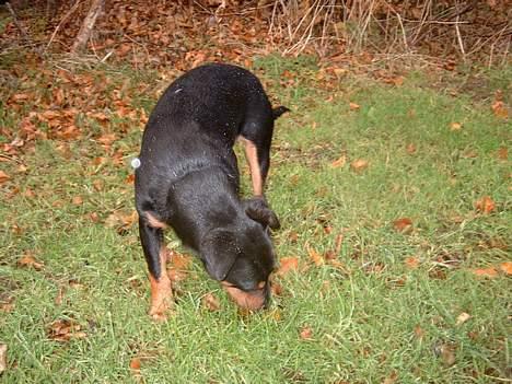 Tysk jagtterrier Balto (død) billede 11