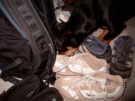 Tysk jagtterrier Balto (død) billede 12